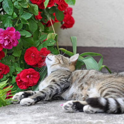 7 Toxic House Plants for Cats