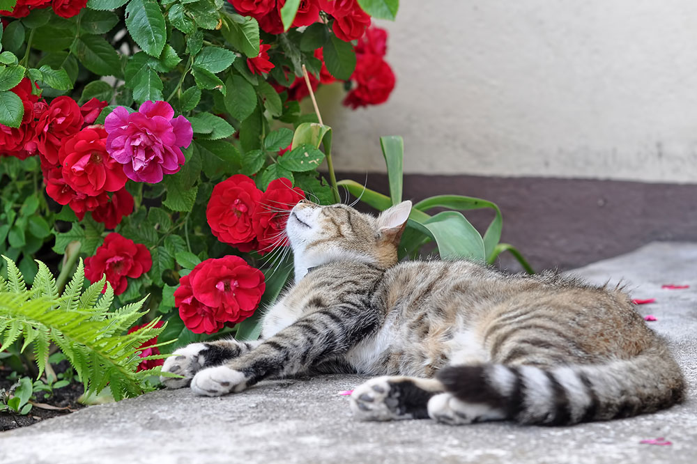 7 Toxic House Plants for Cats