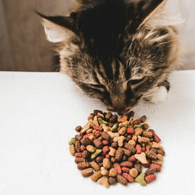 Tips for Cats With Diabetes Mellitus