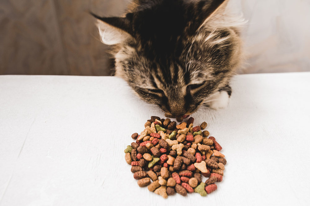 Tips for Cats With Diabetes Mellitus