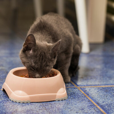 Tips for Buying Healthy Cat Treats