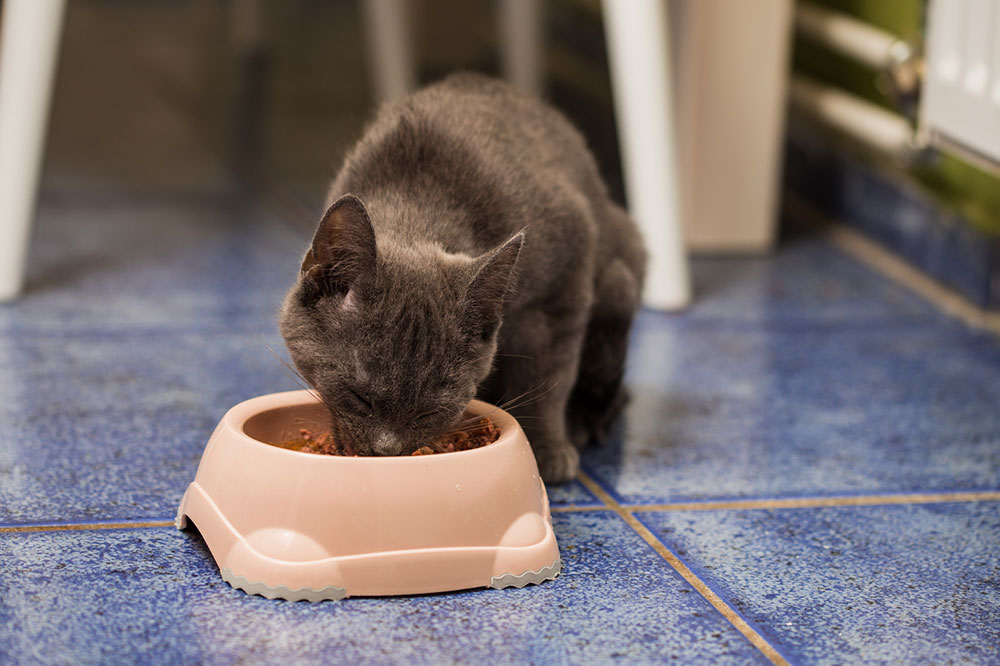 Tips for Buying Healthy Cat Treats