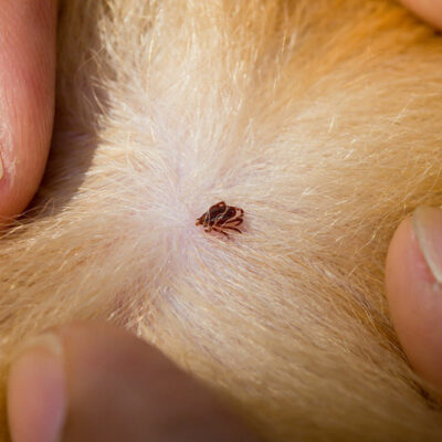 Tips to Get Rid of Fleas and Ticks in Dogs