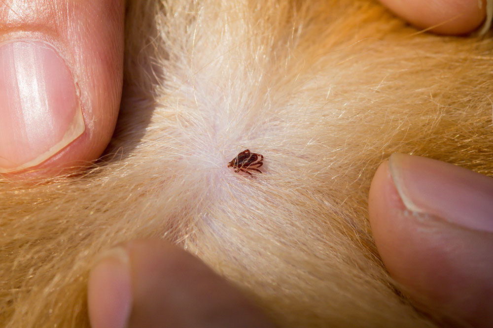 Tips to Get Rid of Fleas and Ticks in Dogs