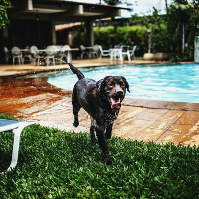 Tips to ensure Relaxing &amp; Pet-Friendly Hotel Stay